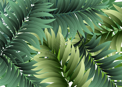 手绘热带叶子绿色植物插画设计图片