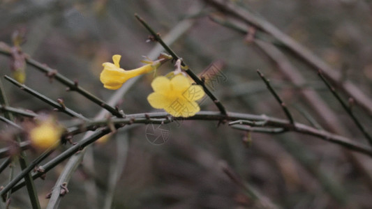 黄色小花素材迎春花GIF高清图片