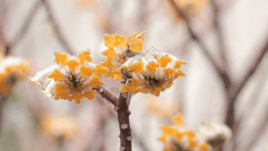 小蜜蜂采蜜实拍视频GIF图片