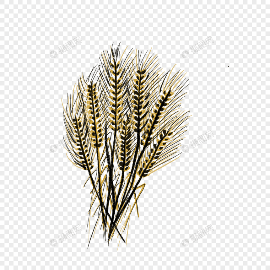 成熟的麦子创意插图图片