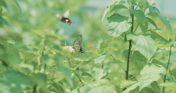 蜜丁蝴蝶花朵gif高清图片