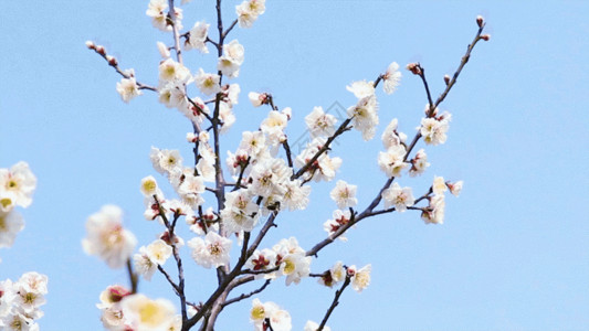 一棵梅花树白梅花 GIF高清图片