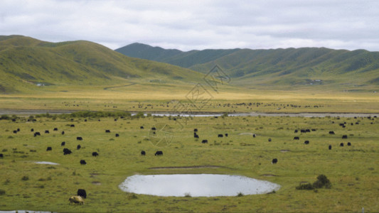 山与湖和绿色延时青海草原牧场GIF高清图片