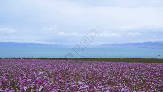 紫色美丽花环青海湖格桑花延时GIF高清图片