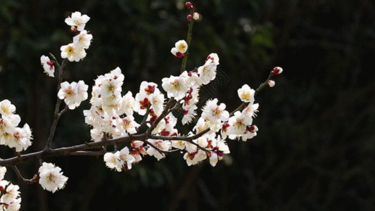 白色的植物白梅花与蜜蜂GIF高清图片