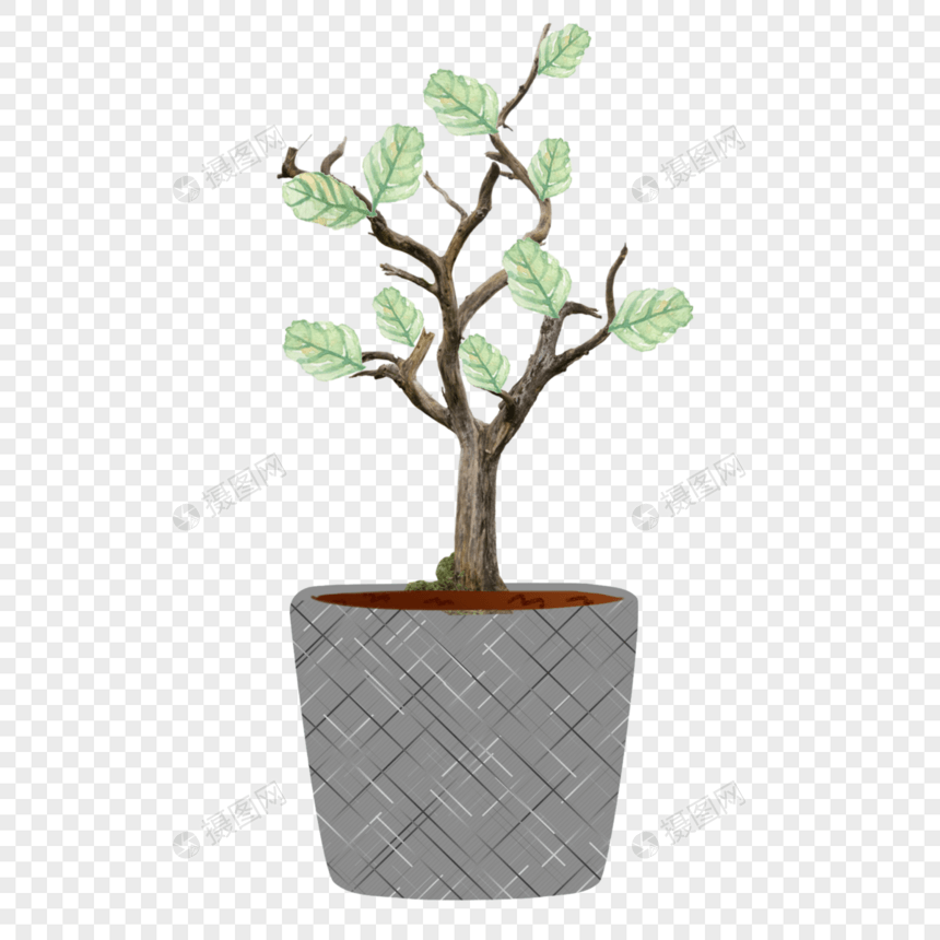 盆栽植物装饰图片