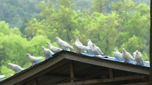 屋顶公园群鸽GIF高清图片