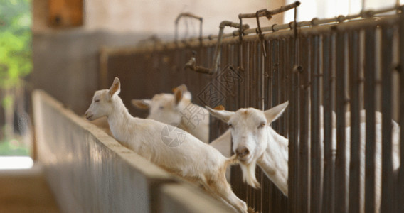 家养白色羊养羊畜牧养殖4K超清GIF高清图片