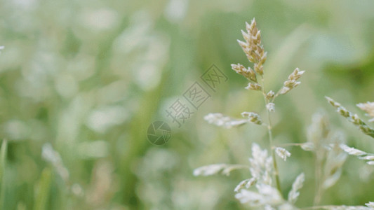 高达高清素材一组植物的特写唯美合集GIF高清图片