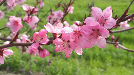 高清花桃花GIF高清图片