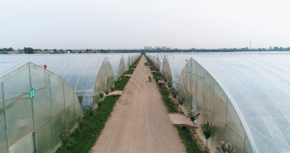 温室植物园蔬菜大棚4K航拍GIF高清图片