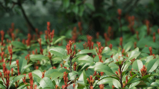 苗背景绿色植物GIF高清图片