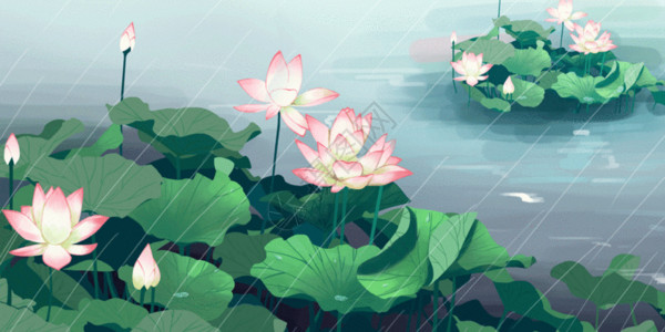 池塘苍鹭夏季雨荷GIF高清图片