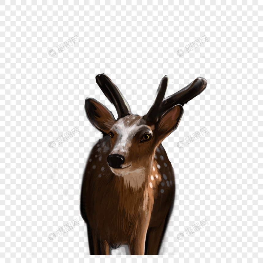 小鹿图片