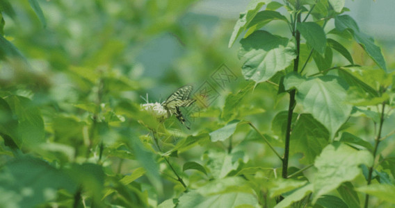 绿芒蝴蝶花朵高速摄影GIF高清图片