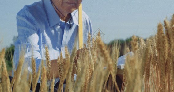 地质专家农业专家水稻GIF高清图片