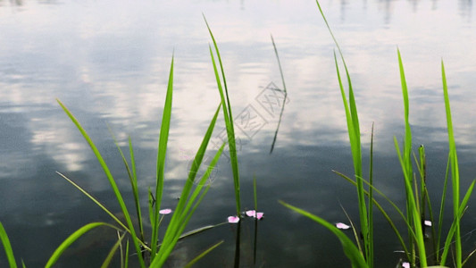 粉红色嚏根草傍晚水中花实拍GIF高清图片