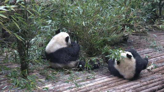 室内原木成都大熊猫GIF高清图片
