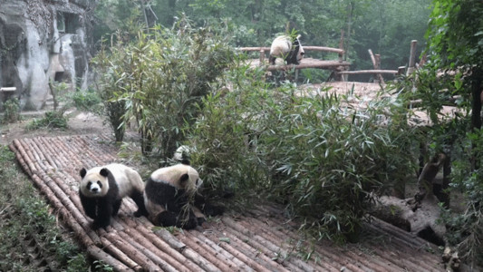 大熊猫吃竹子成都基地大熊猫GIF高清图片
