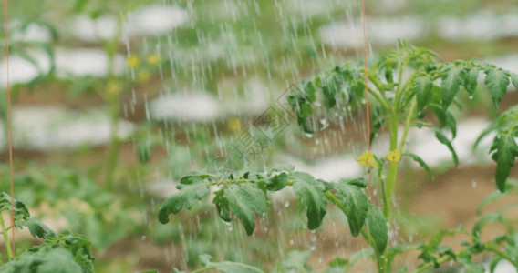 大棚育苗浇灌蔬菜GIF高清图片