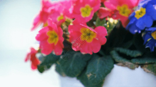 粉色植物盆栽花盆里的花GIF高清图片