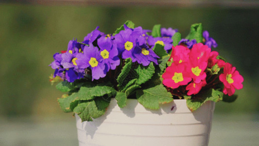 室外休闲区花盆里的花GIF高清图片