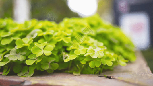 花坛植物花坛里的三叶草GIF高清图片