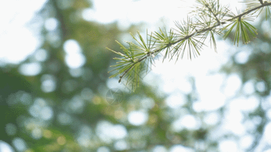 新生的树枝GIF图片