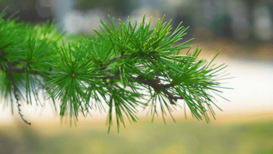 绿色针叶植物松树枝GIF高清图片