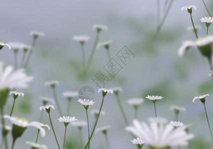 百日菊一片花园立夏雏菊盛开 GIF高清图片