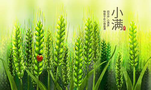 绿色抽象麦穗小满麦子插画