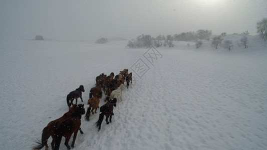 雪地牵着马的侠客草原冬季跑马GIF高清图片