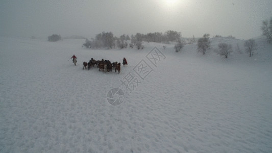 乌兰布草原冬季跑马GIF高清图片