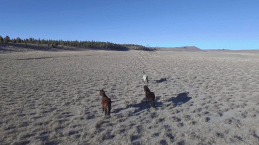 匹棕色马草原跑马航拍视频GIF高清图片