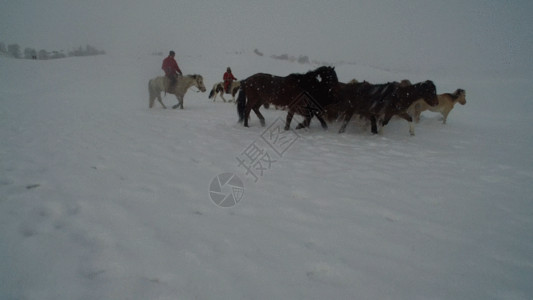 跑马圈地内蒙古乌兰布统坝上草原冬季跑马航拍视频GIF高清图片