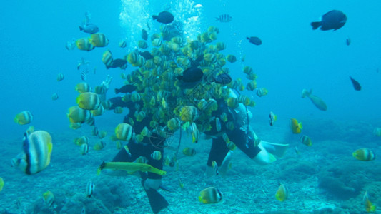 潜水手套巴厘岛贝尼达潜水水下视频GIF高清图片