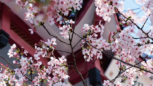 粉色浪漫樱花节无锡鼋头渚樱花谷GIF高清图片