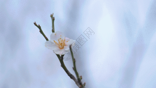 白梅花视频GIF图片