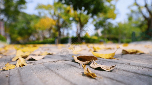 公园小品秋天公园地上的落叶GIF高清图片