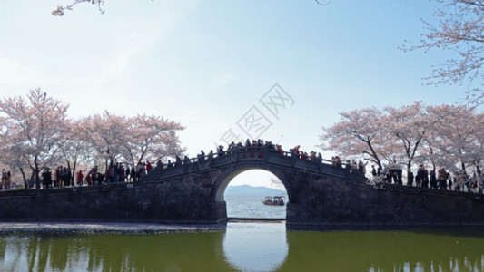 无锡旅游无锡鼋头渚长春桥樱花GIF高清图片