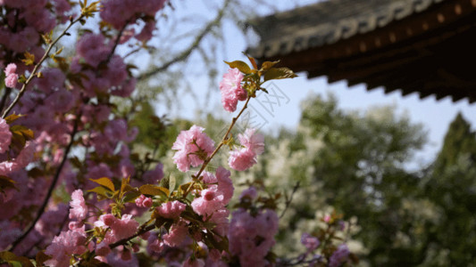 美丽的樱桃树青龙寺樱花GIF高清图片