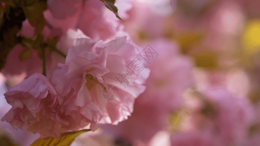一枝美丽樱花美丽花朵樱花GIF高清图片
