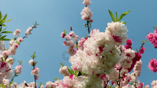 绿白红桃花GIF高清图片
