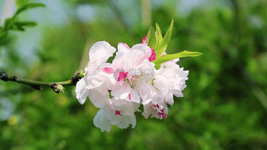 白桃花GIF图片