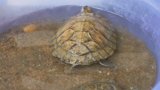 小乌龟晒太阳GIF图片
