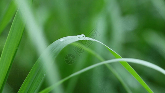 绿叶与红花实拍晨间青草与露水GIF高清图片