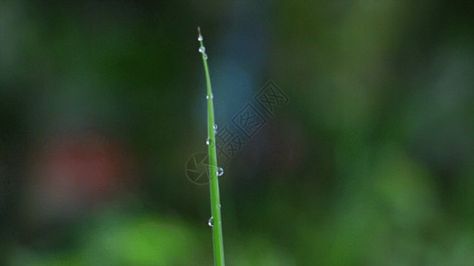 青色的尖椒草叶GIF高清图片