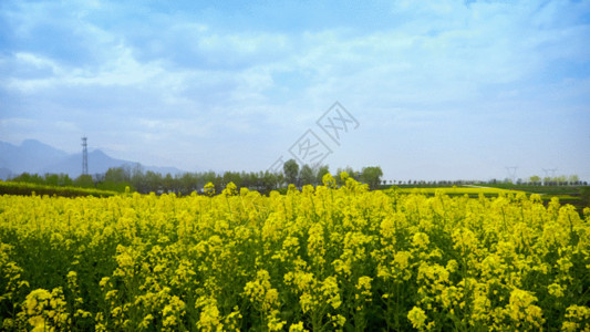 黄色田凫油菜花GIF高清图片