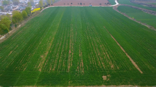 低碳农业素材田园风光蔬菜麦穗农田实拍素材GIF高清图片
