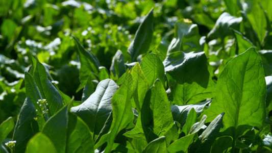 生长农业活动菠菜 GIF高清图片